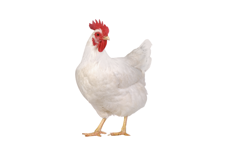 Gallina Reproductora en Pie