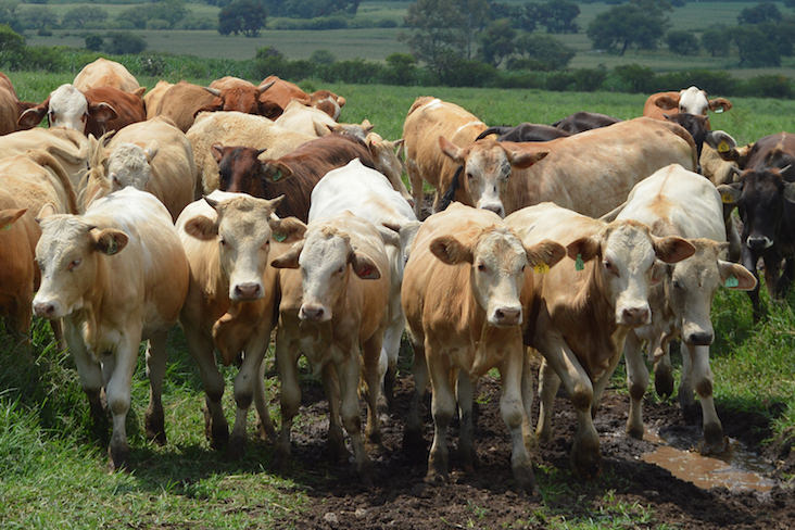 Ganado Bovino en Pie